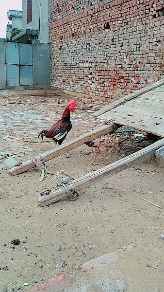 Pair for sale Murg bengum madi Thekri ha murg ki 1 ankh kharab ha 2