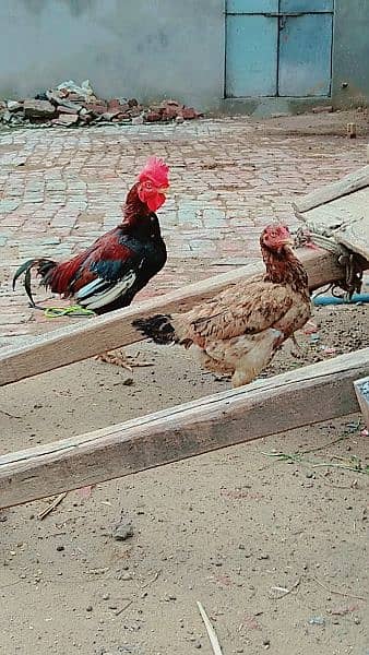 Pair for sale Murg bengum madi Thekri ha murg ki 1 ankh kharab ha 3