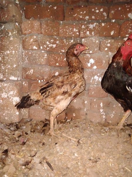 Pair for sale Murg bengum madi Thekri ha murg ki 1 ankh kharab ha 4