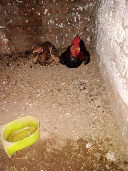 Pair for sale Murg bengum madi Thekri ha murg ki 1 ankh kharab ha 6