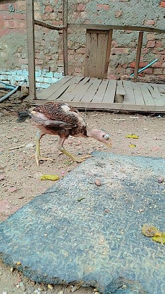 Pair for sale Murg bengum madi Thekri ha murg ki 1 ankh kharab ha 7