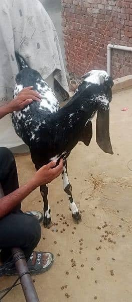 2 bakryan for sale/bakri/goats/makhi cheeni/desi 2