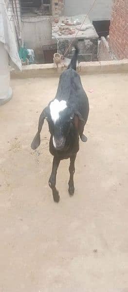 2 bakryan for sale/bakri/goats/makhi cheeni/desi 3