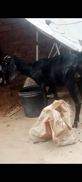 2 bakryan for sale/bakri/goats/makhi cheeni/desi 5