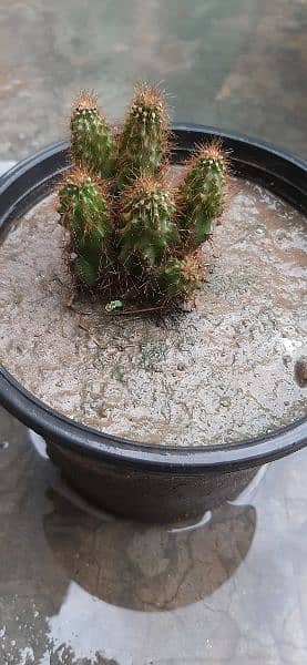 outdoor plant,cactus and succulent for sale 0
