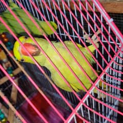 Ring nack parrot 2male 6month old HAND TAME FULL ACTIVE with cage