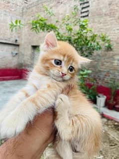 Persian Cat Brown Color For Sale