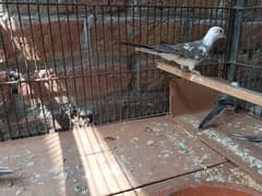 diamond pied Dove full wash bloodline healthy and active