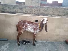 goat femail