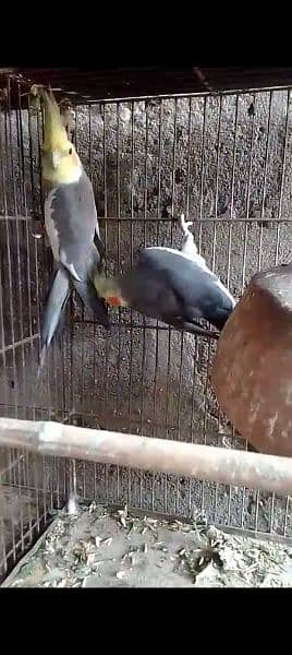 for sale grey cocktail pair active and healthy pair 1