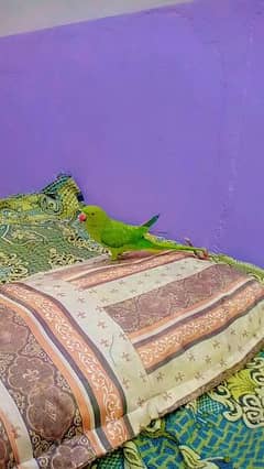 Ringneck parrot for sale with cge