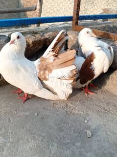breader pair available for sale 3200