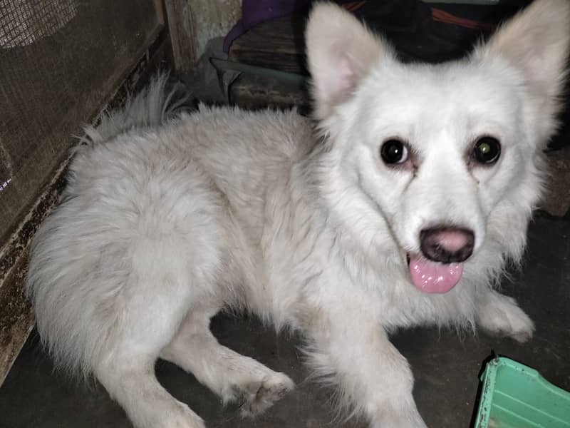 Pure German Spitz Breed white male , chocolatey female 1