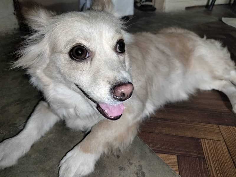 Pure German Spitz Breed white male , chocolatey female 2