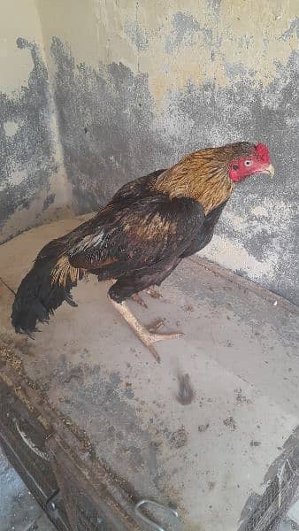 Chicken setup for sale 2