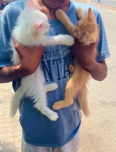 ginger & white pair kitten triple coated