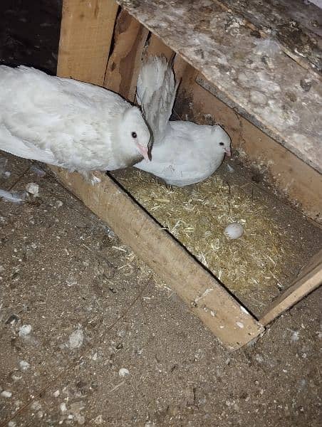 white lucky kabotar for sale 2