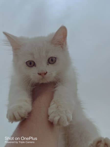 White female kitten 1