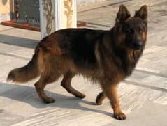 German Shepherd Long Coat Puppies 0