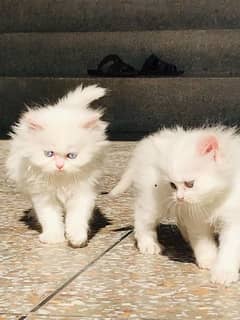 Persian kittens pair for sale 03347514490 whatsap contact 0