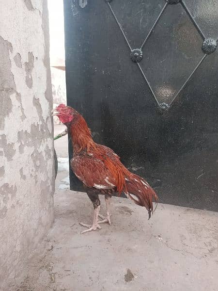 aseel chicks age 4 to 5 months full active and healthy chicks 4