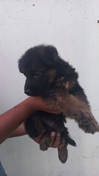 German shepherd long coat puppy male for sale 1