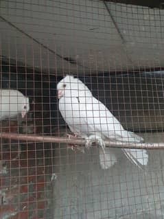 white lakhy for sale
