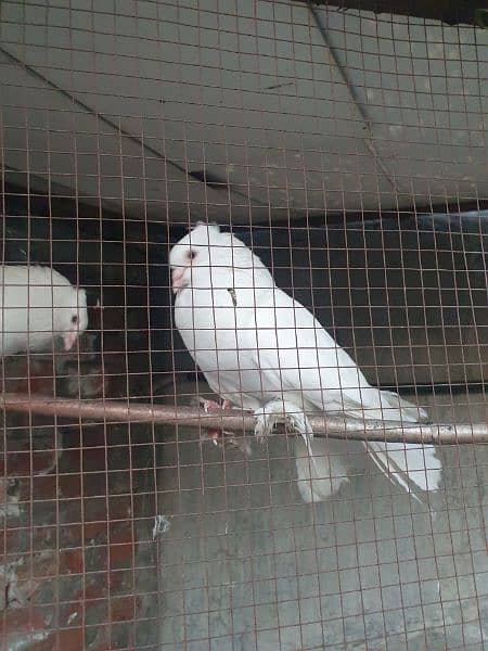 white lakhy for sale 0