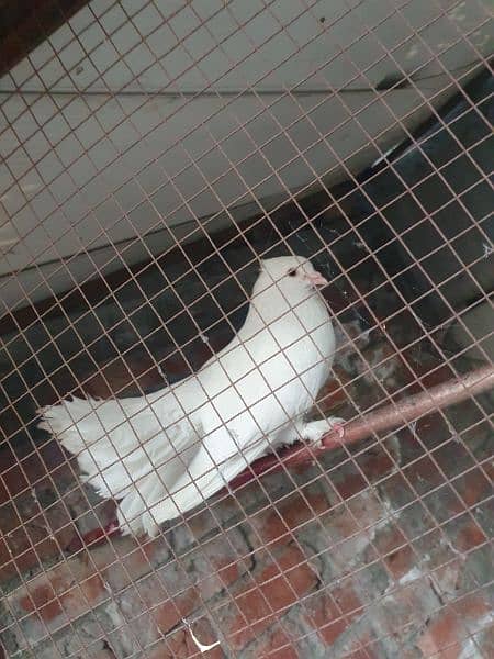 white lakhy for sale 1