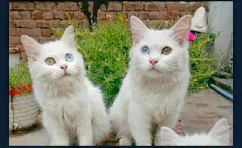 Odd eyes  persian cat pair 4