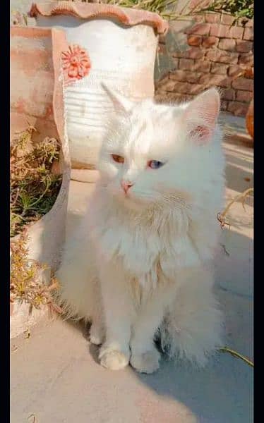 Odd eyes  persian cat pair 5