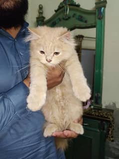 Persian Kitten (long hair) for Sale in Gujranwala