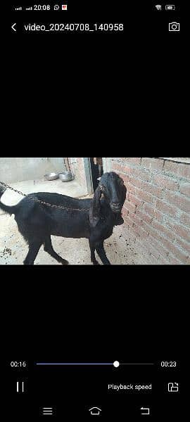 2 goat for sale 1