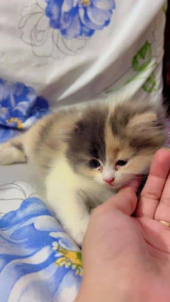 Himalayan kitten for sale age 2 months old 1