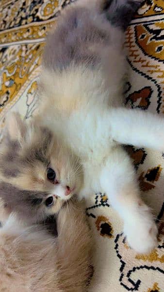 Himalayan kitten for sale age 2 months old 2