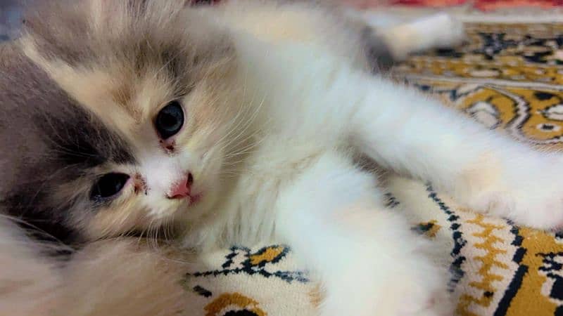 Himalayan kitten for sale age 2 months old 3