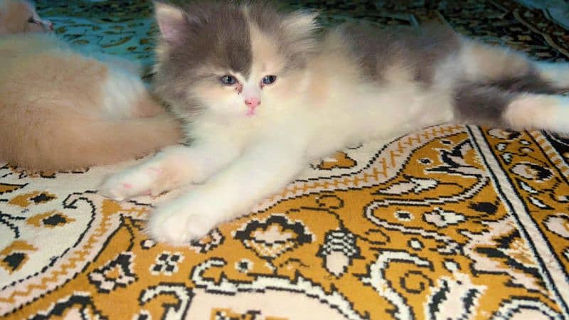 Himalayan kitten for sale age 2 months old 4