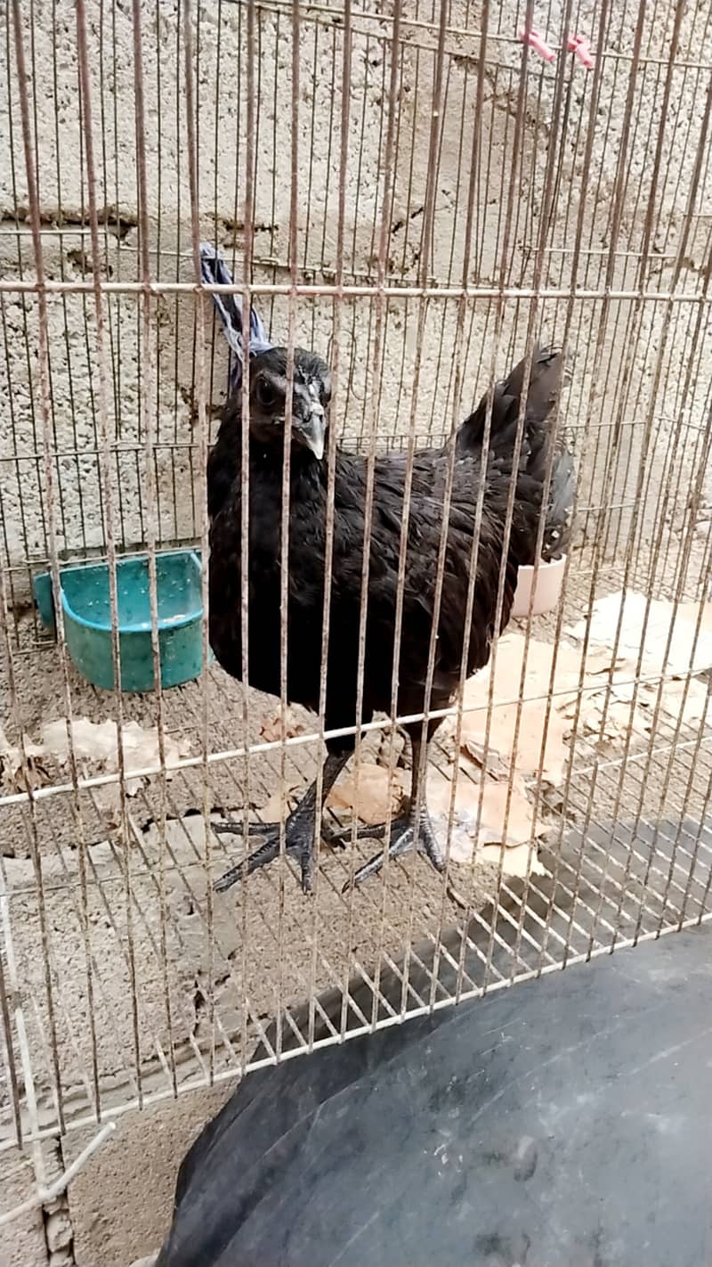 ayam cemani 1