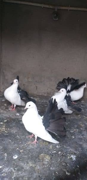 black tail +aseel chicks 3 month age and 2 month age pair 3