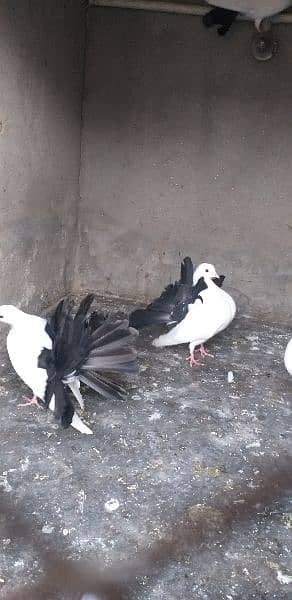 black tail +aseel chicks 3 month age and 2 month age pair 5