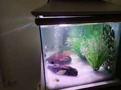 aquarium for sale