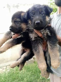 GSD pups cheap price