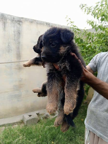 GSD pups cheap price 1