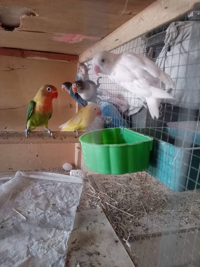 Albino Dackino Voilet Blue Green Fisher Australian Parrot O3O9 447617 0