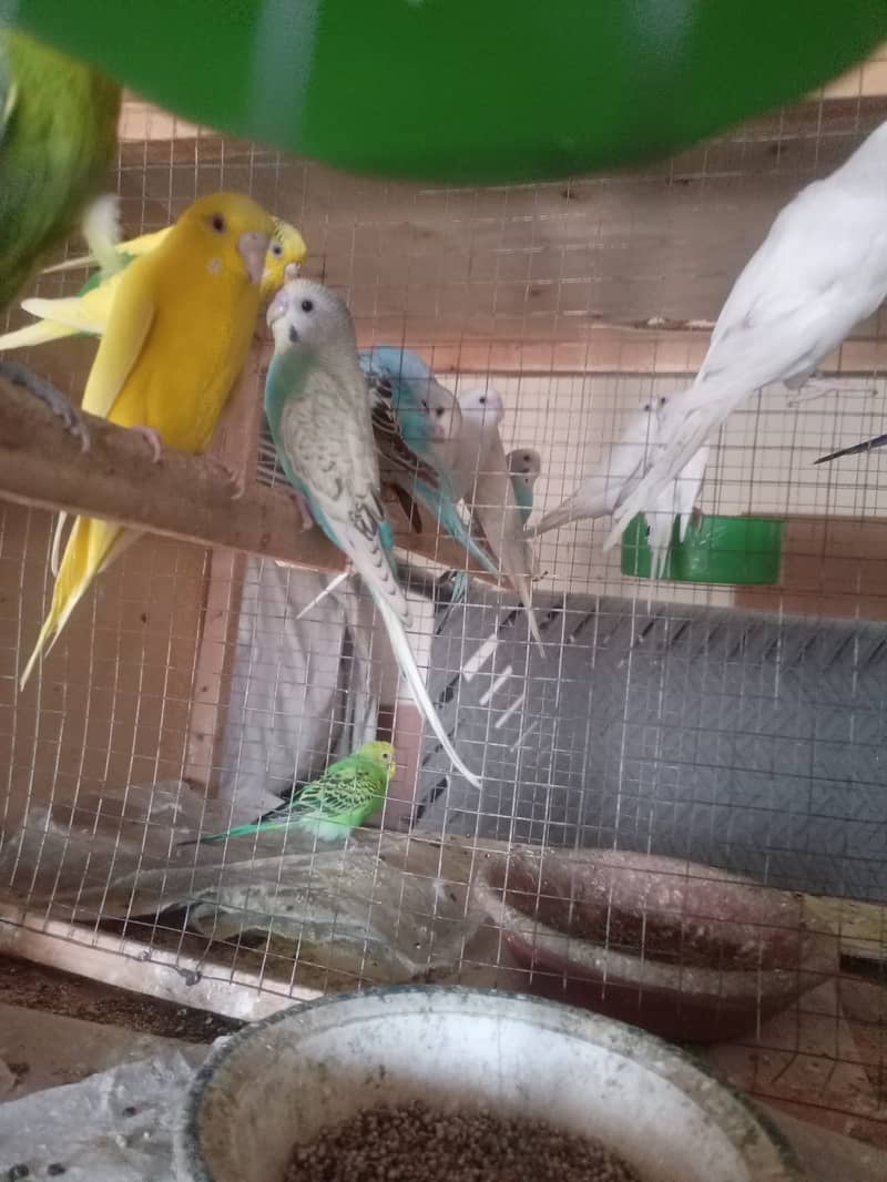 Albino Dackino Voilet Blue Green Fisher Australian Parrot O3O9 447617 8