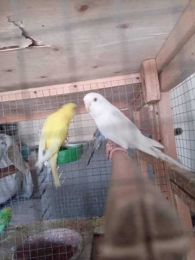 Albino Dackino Voilet Blue Green Fisher Australian Parrot O3O9 447617 10