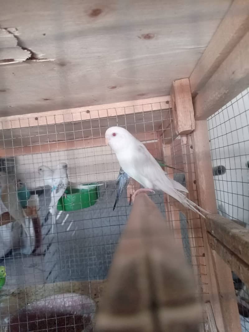 Albino Dackino Voilet Blue Green Fisher Australian Parrot O3O9 447617 11