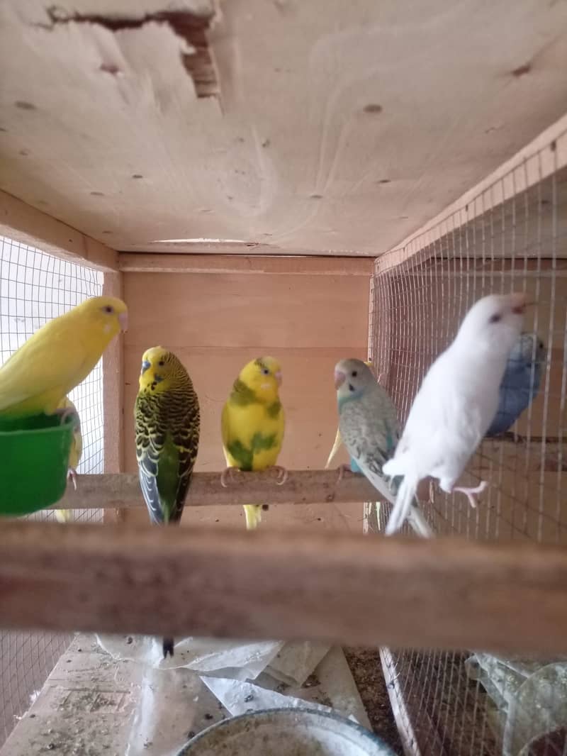 Albino Dackino Voilet Blue Green Fisher Australian Parrot O3O9 447617 12