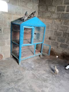 cage of bird
