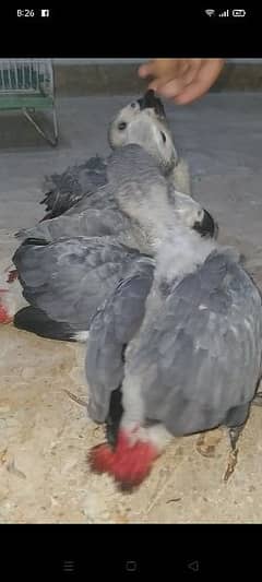 grey parrot babys/03156376925